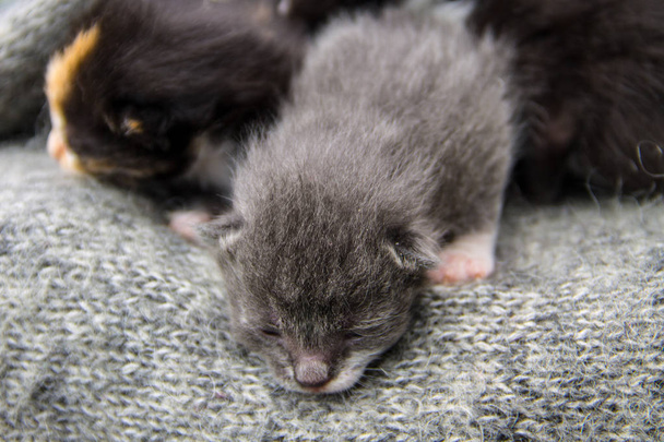 küçük newborn yavru kedi - Fotoğraf, Görsel