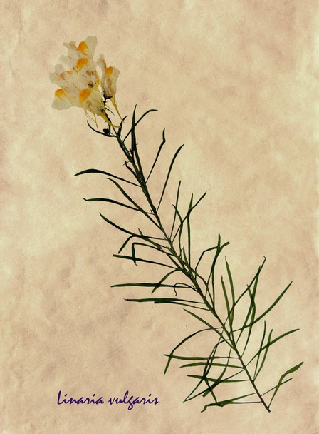 Flores prensadas e secas de linho comum
 - Foto, Imagem