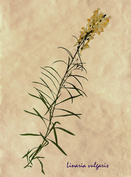 Ingedrukt en gedroogde bloemen van gemeenschappelijke nachtuiltjes - Foto, afbeelding
