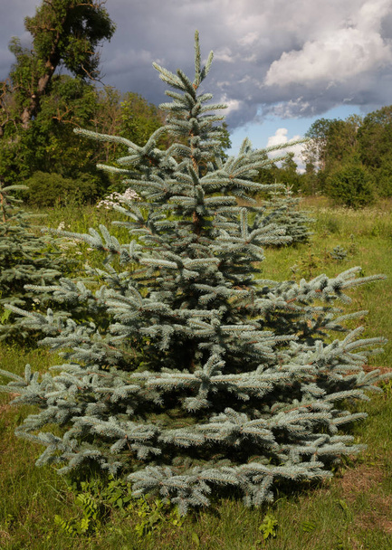 Blue spruce is growing in nature. - Photo, Image