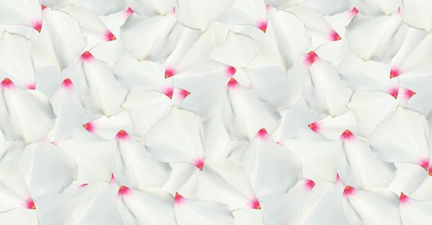 Colorful beautiful naturalistic white flower. Vector Illustration. - Vector, Image