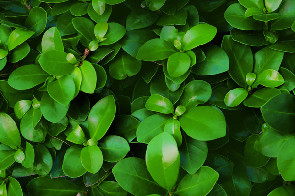 Green tropical plant outdoors - Foto, Imagen