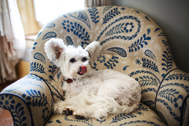 Cute white dog on the sofa, close up - Photo, Image