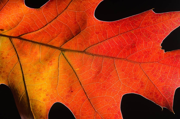Mira de cerca la belleza de una colorida hoja de otoño
 - Foto, imagen