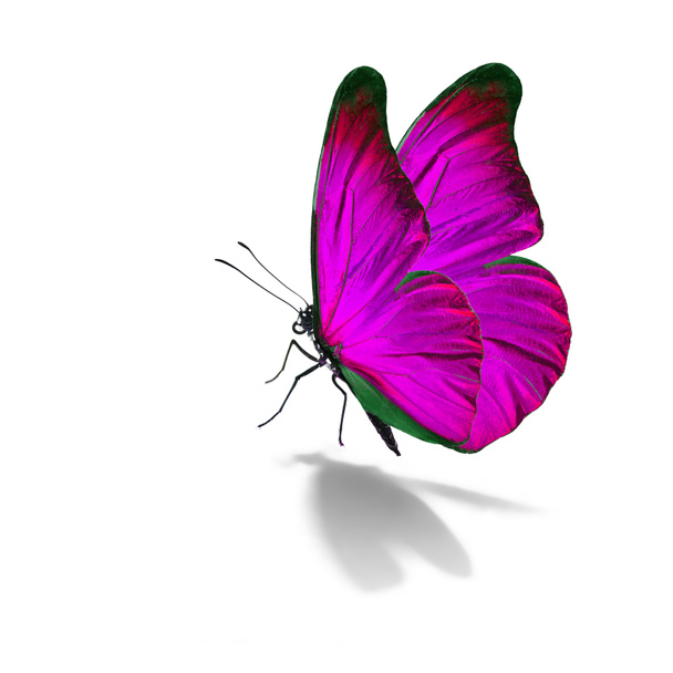 piękny różowy motyl - Zdjęcie, obraz
