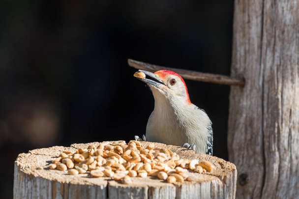 Male Red-Bellied Woodpecker (Melanerpes carolinus) eating peanut - Fotoğraf, Görsel