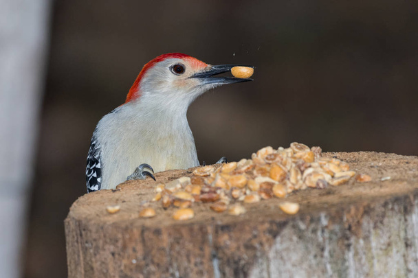 Red Bellied woodpecker (Melanerpes carolinus) grabbing a peanut - Photo, Image