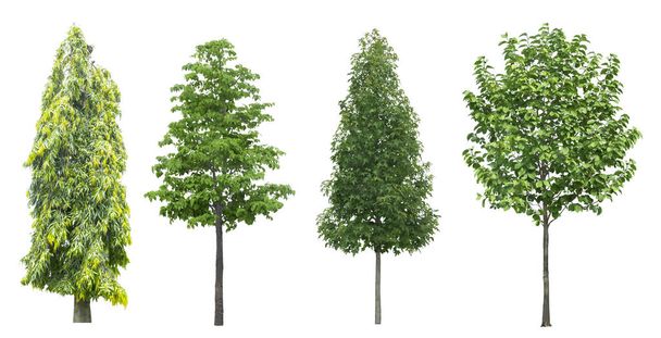 Zestaw drzew izolowanych na białym tle - Zdjęcie, obraz