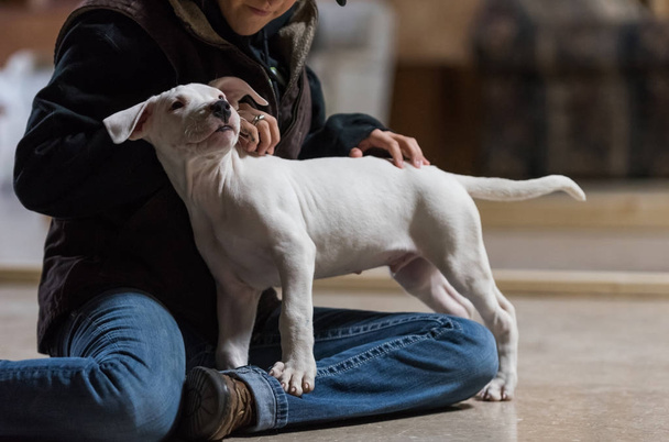 Dogo Argention cucciolo sta sulle ginocchia di una donna
 - Foto, immagini