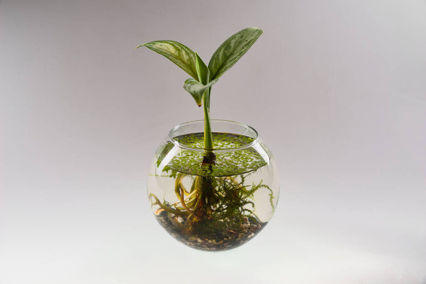 Aqua ikebana/aglaonema air aqua aquarium ball beauty bouquet  composition duckweed glass home ikebana lemna moss nature paludarium sampl transparent - Φωτογραφία, εικόνα