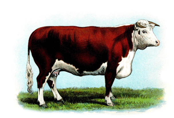 Иллюстрация коровы. Большая книжка про коров. 1898 год
 - Фото, изображение