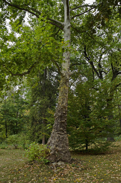 wunderschöner herbstlicher Wald mit ehrwürdigen Nadel- und Laubbäumen, gelegen im Nationaldenkmal der Landschaftsarchitektur Park Museum Vrana im ehemaligen königlichen Palast am Stadtrand von Sofia, Bulgarien, Europa - Foto, Bild