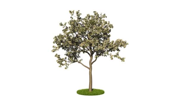 3D vykreslování smyčku realistické Zelený strom - Záběry, video