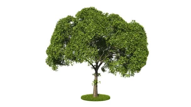 3d representación de un lazo realista árbol verde
 - Metraje, vídeo