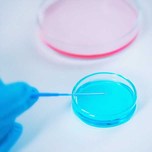 Laboratóriumi kutató használ hurok beoltása, petri-csészében - Fotó, kép