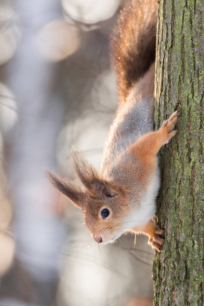 squirrel on the tree in winter - Zdjęcie, obraz