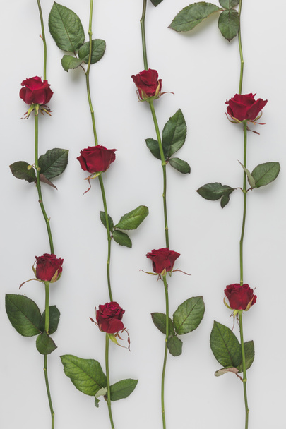 full frame of arranged red roses isolated on white, st valentines day holiday concept - Photo, image