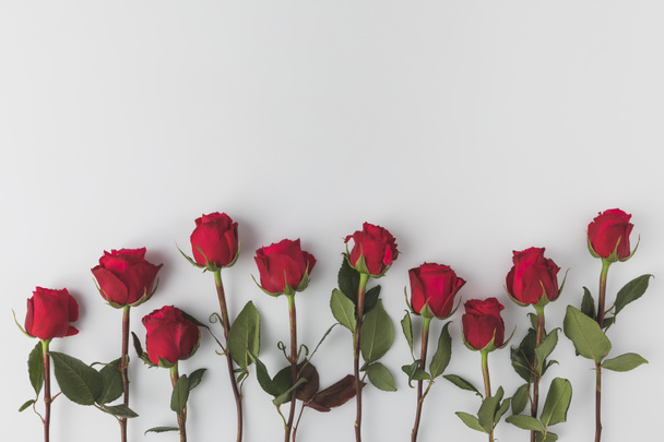 vista superior de rosas rojas dispuestas aisladas en blanco
 - Foto, Imagen