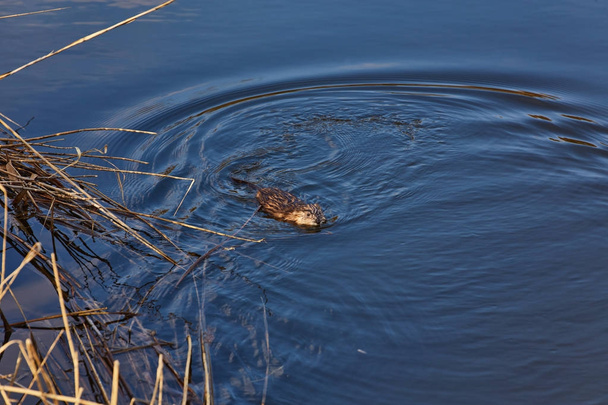 Muskusrat Ondatra Zibethicus zwemt langs - Foto, afbeelding