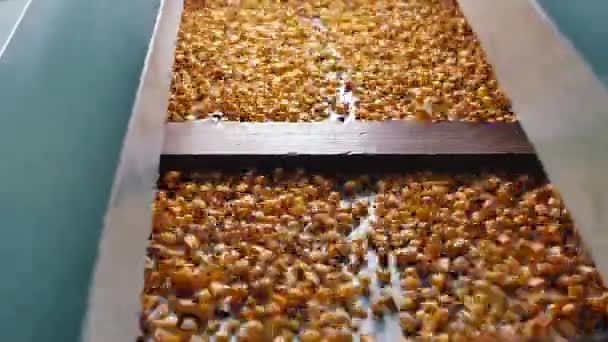 Dent corn granen op zaden scheidingsteken shaker voor granen - Video