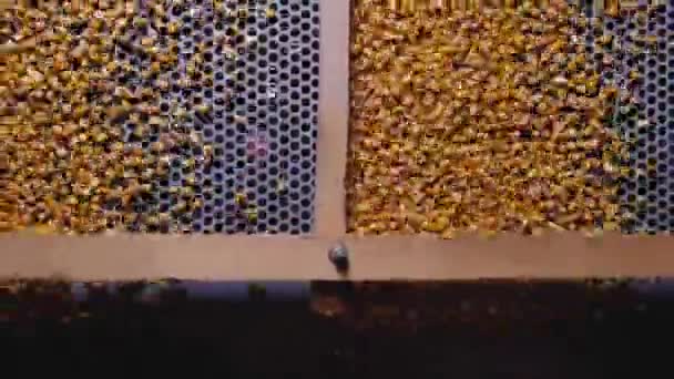 Granos de maíz abollados en la coctelera separadora de semillas para cereales
 - Metraje, vídeo