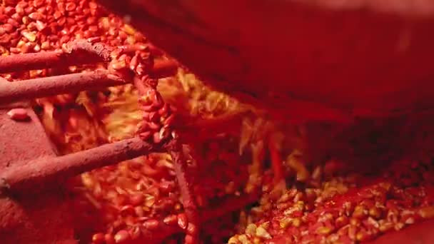 Leptacím semena kukuřice kukuřice v procesu - Záběry, video