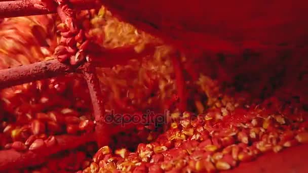 Leptacím semena kukuřice kukuřice v procesu - Záběry, video