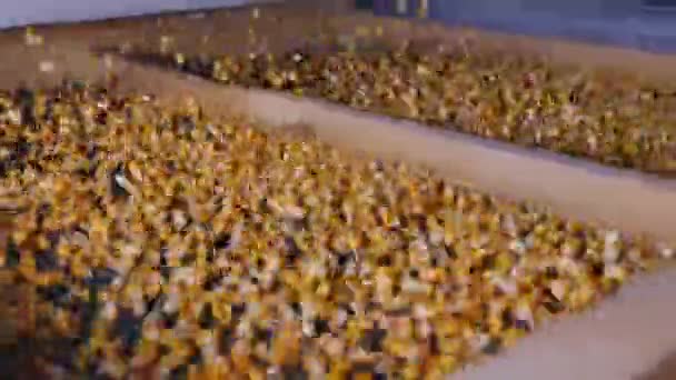 Зерна кукурузы на сепараторе семян для зерновых
 - Кадры, видео