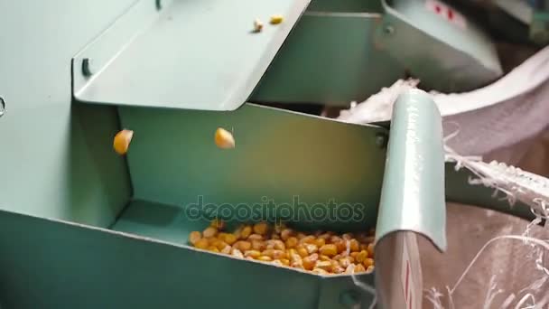 Σπόροι καλαμποκιού βαθούλωμα στο σέικερ διαχωριστικό σπόροι σιτηρών - Πλάνα, βίντεο
