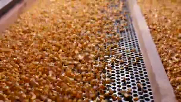 Σπόροι καλαμποκιού βαθούλωμα στο σέικερ διαχωριστικό σπόροι σιτηρών - Πλάνα, βίντεο