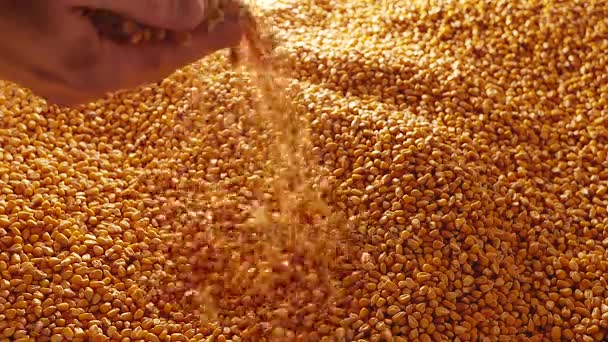 Dent corn seeds falling from hands - Footage, Video
