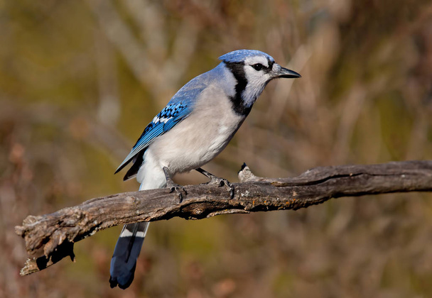 Blue Jay - Cyanocitta cristata perched on a branch in spring - Foto, Bild