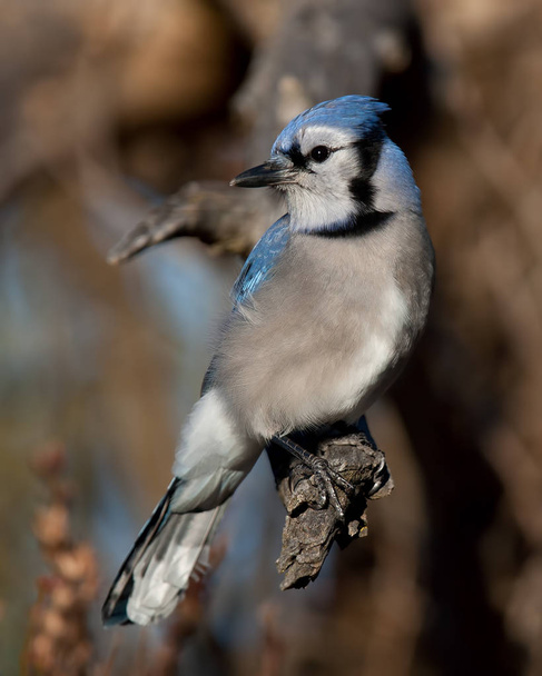 Blue Jay - Cyanocitta cristata perched on a branch in spring - Foto, Imagen