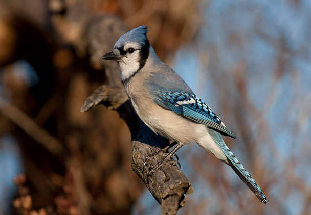 Blue Jay - Cyanocitta cristata perched on a branch in spring - Photo, Image