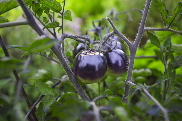 Küçük siyah domates - Fotoğraf, Görsel