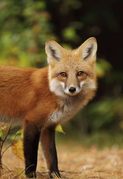 カナダのアルゴンキン州立公園で秋に赤狐 (ホンドギツネ キツネ属) - 写真・画像