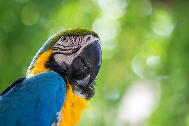 Portret kleurrijke Ara papegaai  - Foto, afbeelding