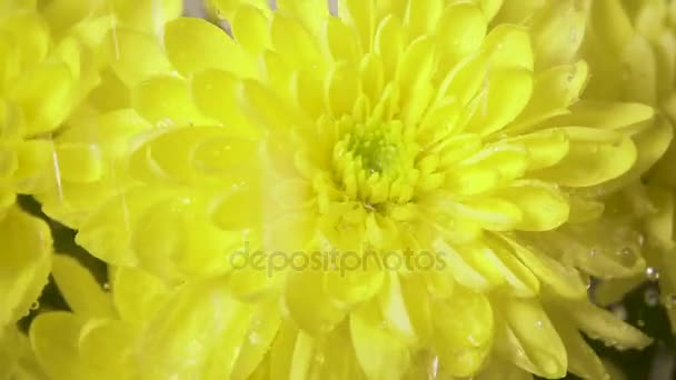 Gotas de chuva caem sobre a flor de cima em câmera lenta
 - Filmagem, Vídeo