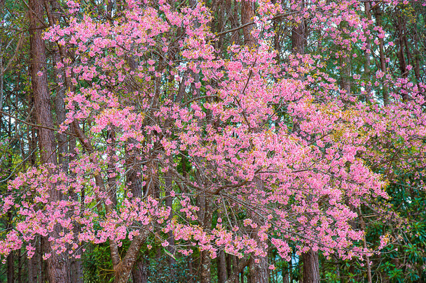 Prunus cerasoides or Wild Himalayan Cherry. - Photo, Image