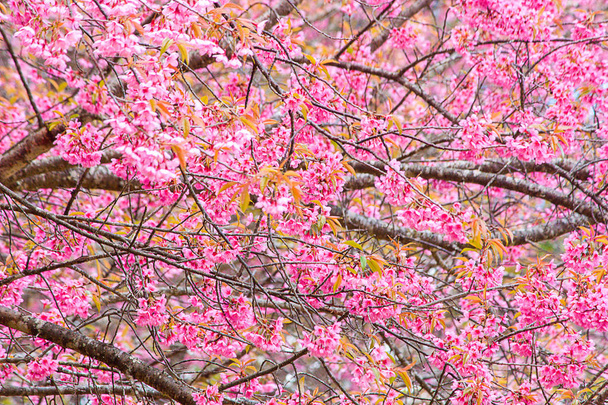 ヒマラヤザクラまたは野生のヒマラヤ桜. - 写真・画像