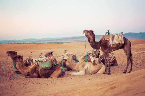 Wielbłądy na wydmy pustyni Sahara. Maroko, Afryka. - Zdjęcie, obraz