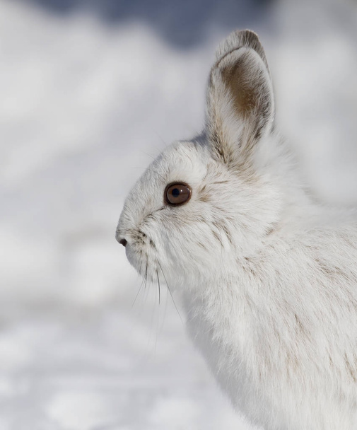 Snowshoe hare (Lepus americanus) posing in the winter snow in Canada - Photo, Image