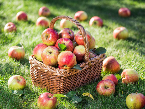 Apple harvest. Ripe red apples in the basket on the green grass. - Фото, изображение