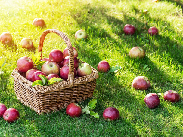 Récolte de pommes. Pommes rouges mûres dans le panier sur l'herbe verte. - Photo, image