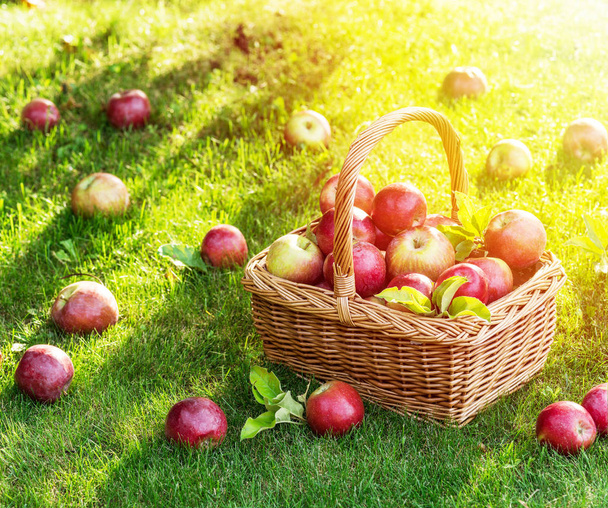 Apple harvest. Ripe red apples in the basket on the green grass. - 写真・画像