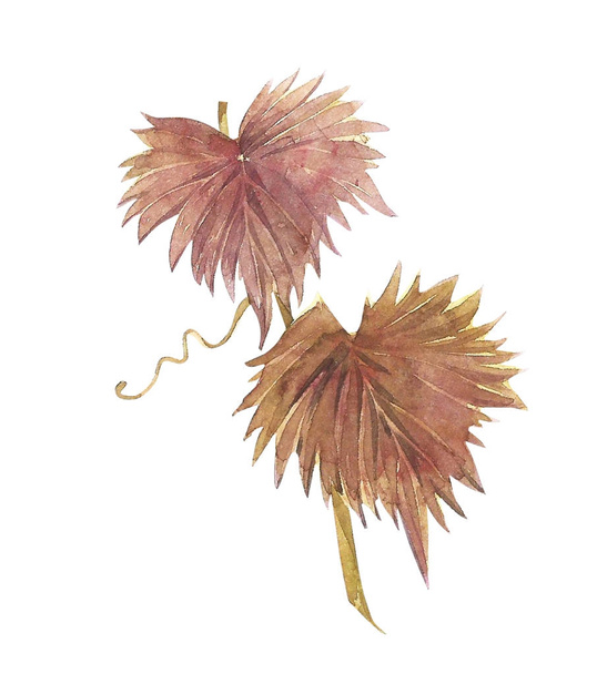 Grape Leaf. Isolated white Background. Hand drawn watercolor illustration. - Фото, зображення