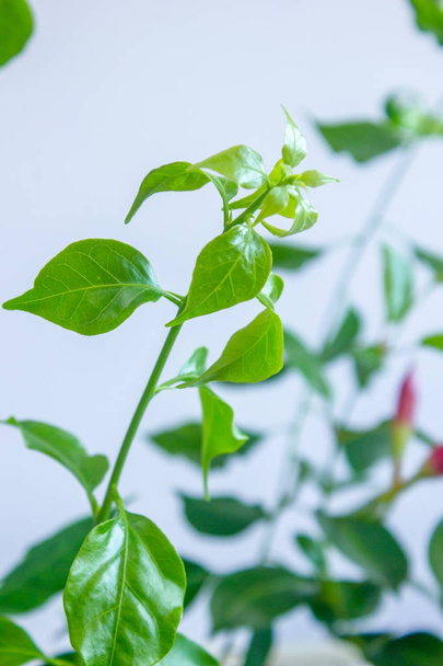 Mandevilla leaves - tropical plant over grey wall. - Fotó, kép