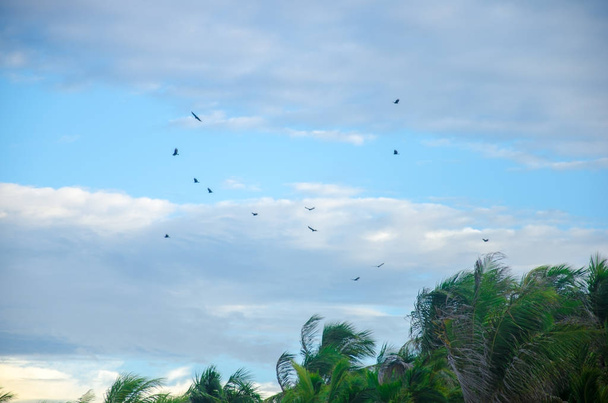 Пляжні птахи літають над блакитним небом на березі
 - Фото, зображення