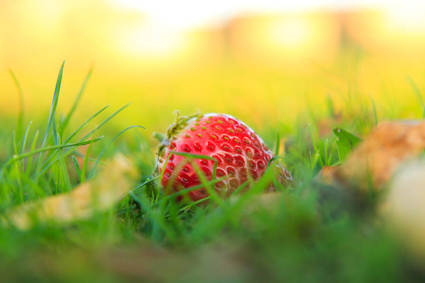 Erdbeeren im grünen Gras - Foto, Bild