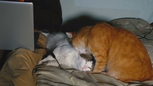 Cats lick each other lying on the bed against the working men with the laptop. - Séquence, vidéo
